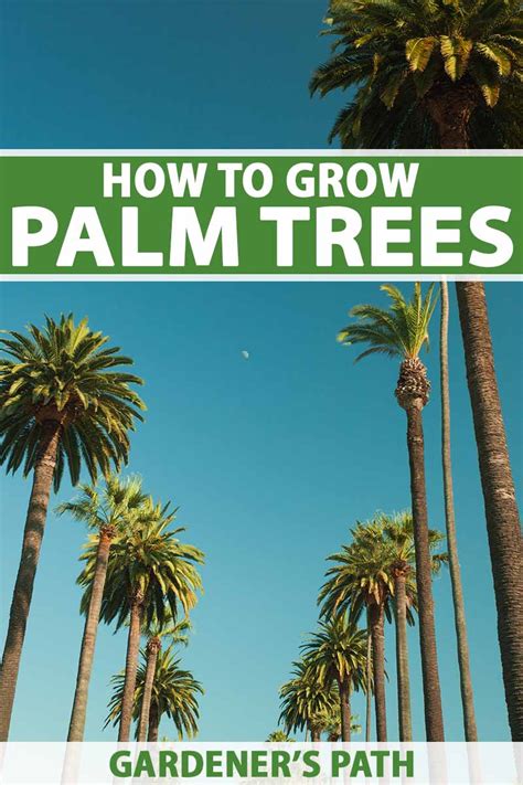 How to grow a palm tree .